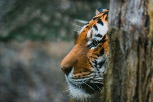 虎倚树干的神秘侧影