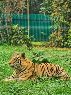 草地上休憩的斑斓老虎