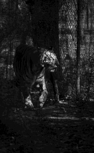 黑暗森林中的神秘生物