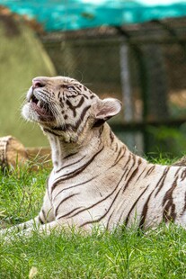 白虎惬意躺于翠绿草地