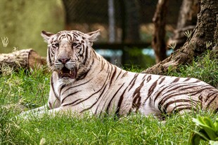 白虎休憩于翠绿草地