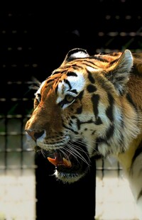 张着嘴的凶猛老虎