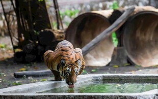 老虎于户外行走