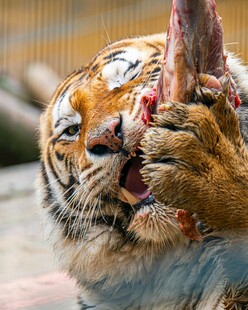 老虎撕咬鲜肉瞬间
