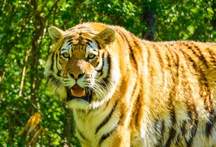 森林中的威猛老虎