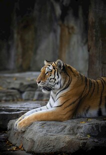 卧于石上的斑斓猛虎