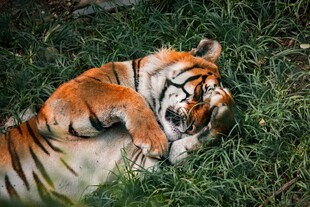 草地上休憩的老虎