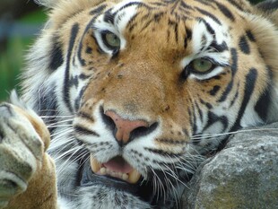 猛虎近景 尽显王者风范