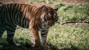 草原上的威武老虎