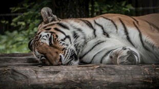 卧于木上的休憩老虎