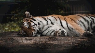 卧眠的斑斓猛虎