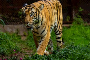 漫步草地的斑斓猛虎