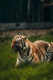 草地上休憩的斑斓猛虎