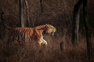 森林中漫步的斑斓猛虎