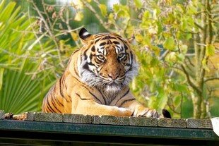 虎踞高台展王者风范