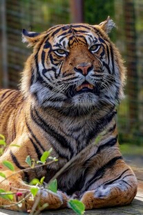 趴卧的威武老虎