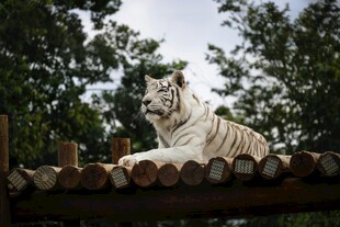 白虎休憩于林间木架