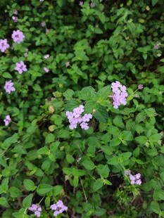 绿叶丛中的粉紫色小花