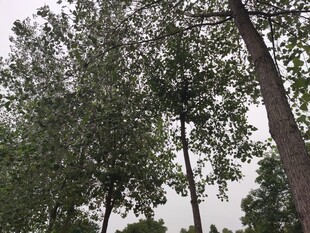 仰视茂密树林景象