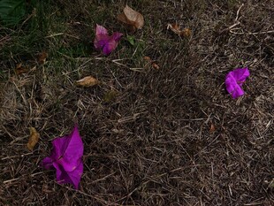 地面绽放的紫色美丽花朵