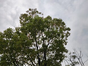 天空下的葱郁绿树