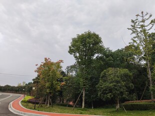 蜿蜒公路旁的葱郁树林