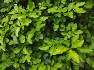 翠绿繁茂的植物叶片