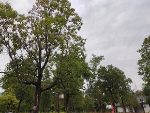 户外绿树成荫的自然景象