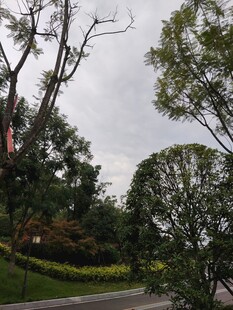 户外绿树成荫的景致