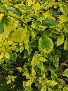 黄绿相间的斑斓叶片植物