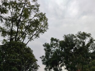 阴天中的葱郁树木