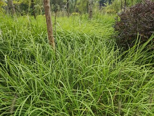 野外葱郁草地景观