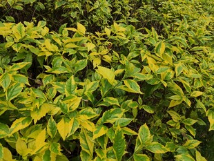 黄绿相间的繁茂植物