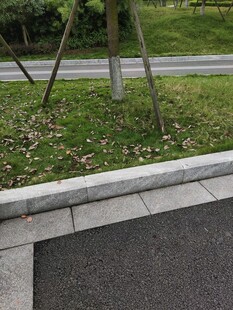 路边绿植与沥青路面景观