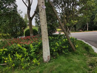 路边树木旁的灰色石柱