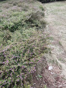 野外丛生灌木景象