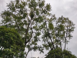 绿树成荫的自然景象