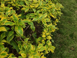 黄绿相间的繁茂绿植