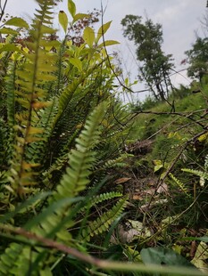 茂密丛林中的蕨类植物