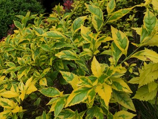 黄绿相间的斑斓彩叶植物