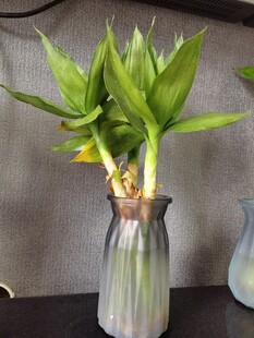 水培富贵竹置于透明花瓶