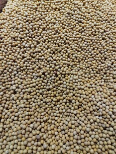 饱满大豆颗粒特写