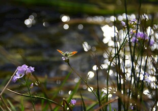 花丛中飞舞的灵动蜂鸟