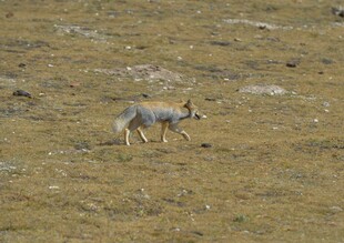 草原上独行的灰狐
