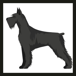 黑色雪纳瑞犬插画