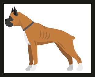 站立的棕色拳击犬