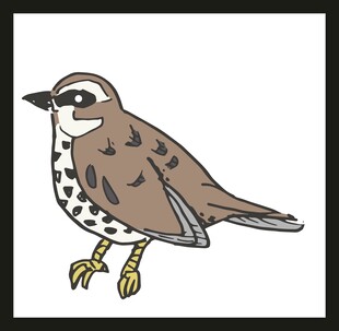 卡通小鸟形象展示