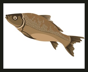 棕色鱼类插画