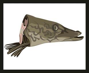 独特造型的鱼头部插画