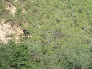 山林中的隐秘身影